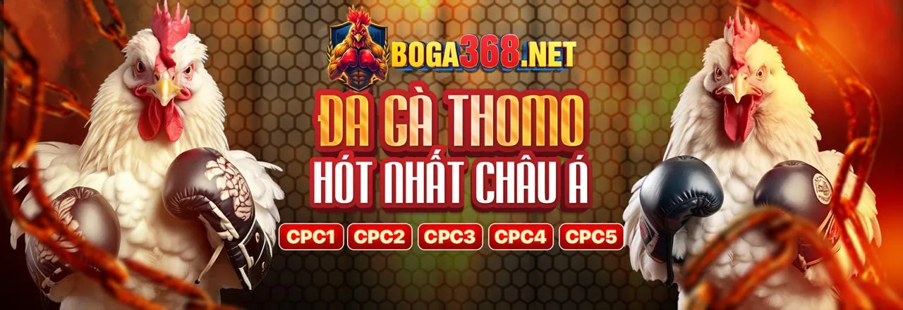 Sân đấu đá gà Thomo hoành tráng với các chiến kê sẵn sàng tranh tài